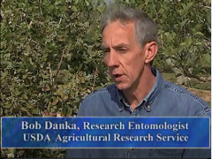 Bob Danka from USDA/ARS talks about bees and blueberry pollination